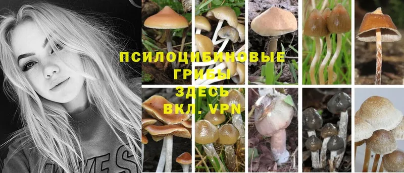 Галлюциногенные грибы Psilocybine cubensis  Горно-Алтайск 